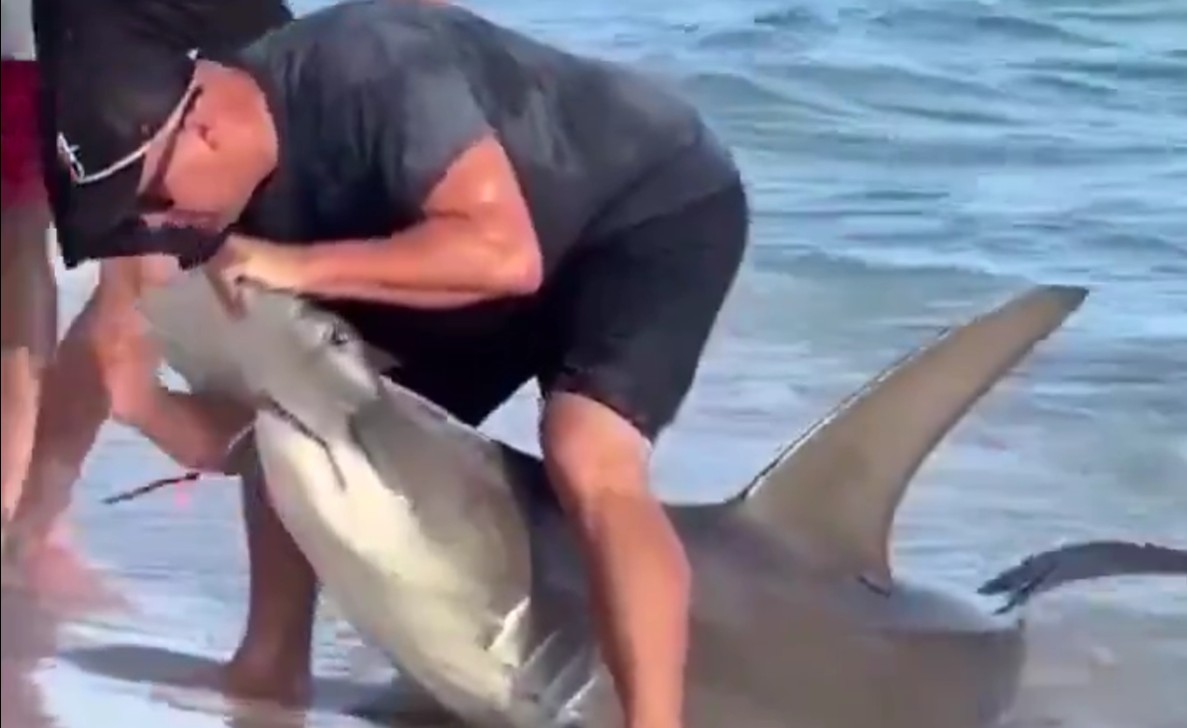 A group of men carefully remove a hook from a hammerhead shark, showing calm courage and thoughtful compassion in action.