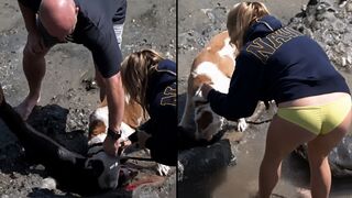 Sen. Mark Kelly daughter dog locked onto a baby sea lion, and the sea pup died