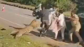 Leopard pounces on forest official during rescue after highway accident