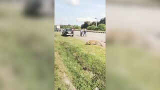 Leopard pounces on forest official during rescue after highway accident