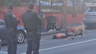 Woman Seriously Injured In Dog Attack In San Francisco