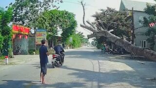 Motorcyclist Passes Away After Large Tree Falls Onto Him in Vietnam