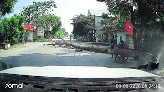 Motorcyclist Passes Away After Large Tree Falls Onto Him in Vietnam