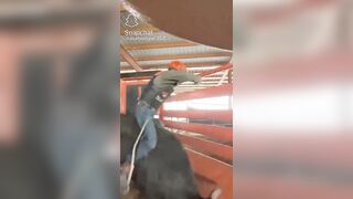 YEE HAW ! : BULL RIDER GETS STUCK IN FENCE AND FLUNG