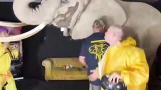 German streamers rent an elephant for clicks