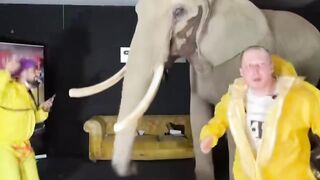 German streamers rent an elephant for clicks
