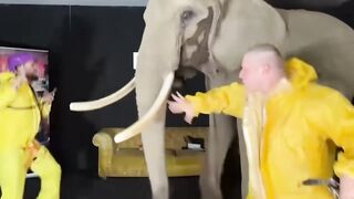 German streamers rent an elephant for clicks