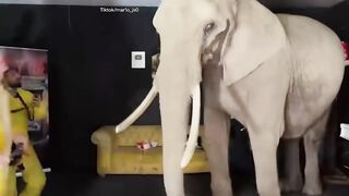 German streamers rent an elephant for clicks