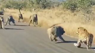 Leopard loses battle against an army of baboons