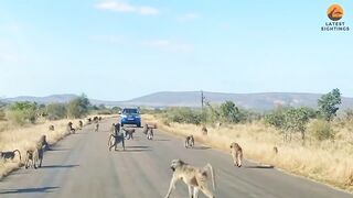 Leopard loses battle against an army of baboons