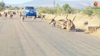 Leopard loses battle against an army of baboons