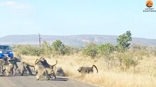 Leopard loses battle against an army of baboons