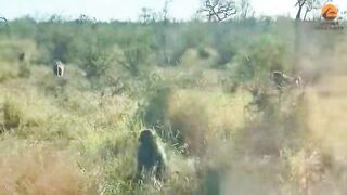 Leopard loses battle against an army of baboons
