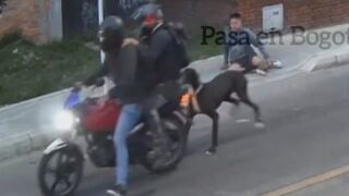 Dog Attacks Phone Thieves And Rescues Owner