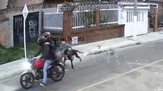 Dog Attacks Phone Thieves And Rescues Owner