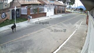 Dog Attacks Phone Thieves And Rescues Owner