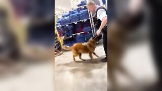 Black Woman Bitten By K9, Punched By St.louis City Police Officer