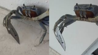 Blade-wielding ‘gangster-ass’ crab tries attacking Florida man