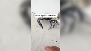 Blade-wielding ‘gangster-ass’ crab tries attacking Florida man