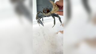 Blade-wielding ‘gangster-ass’ crab tries attacking Florida man
