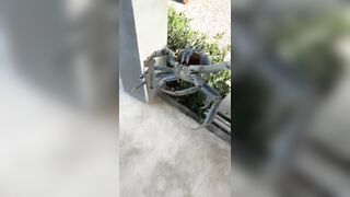 Blade-wielding ‘gangster-ass’ crab tries attacking Florida man