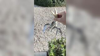 Blade-wielding ‘gangster-ass’ crab tries attacking Florida man