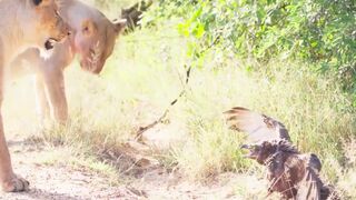 Eagle Pinned by Mamba Faces Down Lion Pride in Tense Standoff