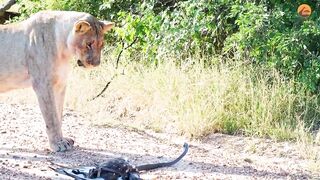 Eagle Pinned by Mamba Faces Down Lion Pride in Tense Standoff