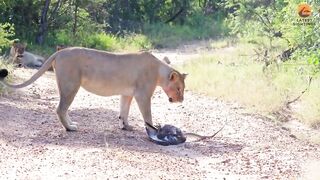 Eagle Pinned by Mamba Faces Down Lion Pride in Tense Standoff
