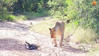 Eagle Pinned by Mamba Faces Down Lion Pride in Tense Standoff