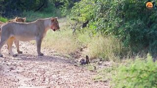 Eagle Pinned by Mamba Faces Down Lion Pride in Tense Standoff