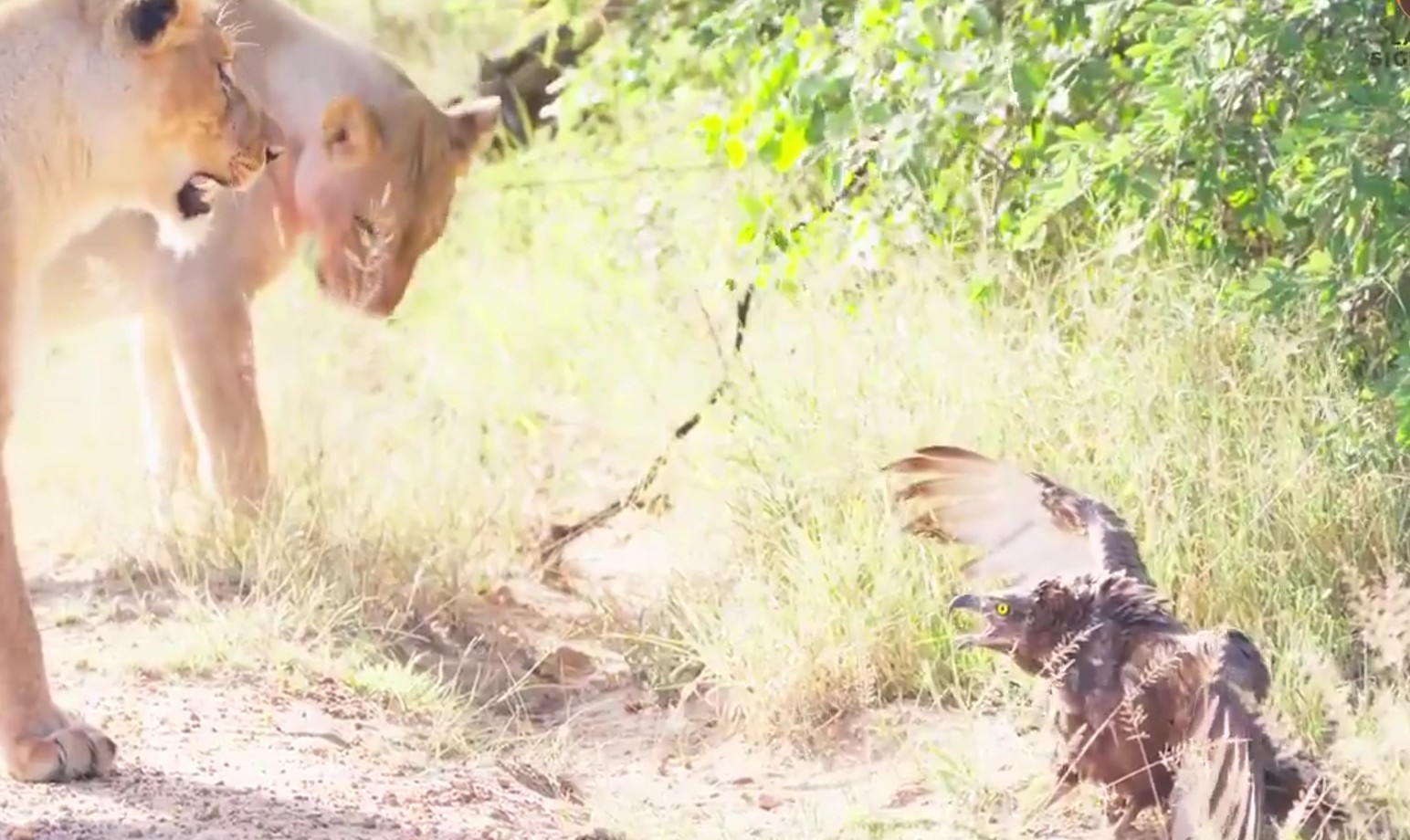 Eagle Pinned by Mamba Faces Down Lion Pride in Tense Standoff