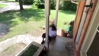 Package thief sh*ts himself