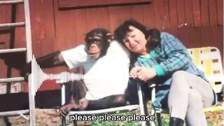 Travis the Chimp terrifying 911 call.