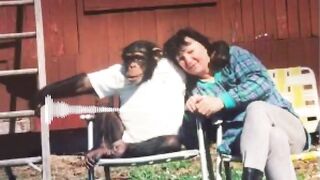 Travis the Chimp terrifying 911 call.