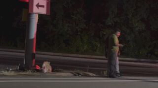 Awkward Moment DoorDash Customer Forced To Collect Food After Driver Crashes