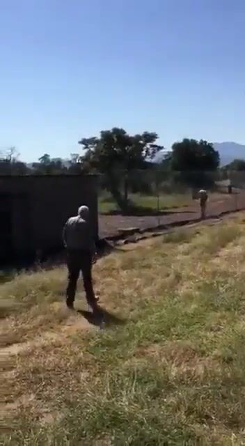 Old man tempts the king of the jungle