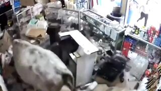 Cows Loot and Destroy Store