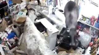 Cows Loot and Destroy Store