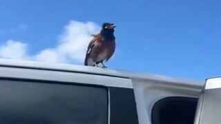 Malfunctioning 'Spy Bird' Caught on Camera?