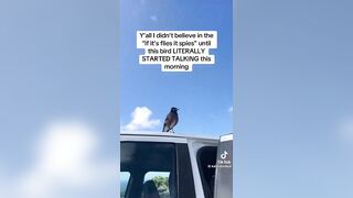 Malfunctioning 'Spy Bird' Caught on Camera?