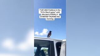 Malfunctioning 'Spy Bird' Caught on Camera?