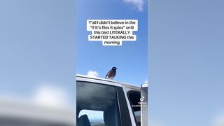 Malfunctioning 'Spy Bird' Caught on Camera?