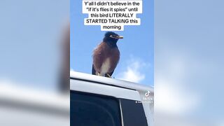 Malfunctioning 'Spy Bird' Caught on Camera?