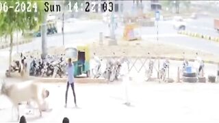 The Girl in the Pink is the One the Bull Wants. Boyfriend Stops his Bike Why?
