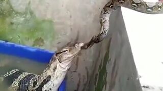 The snake thought it was another snake just like it until the lizard showed its leg. Look at the snake’s reaction