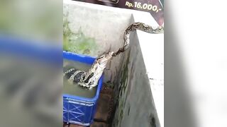 The snake thought it was another snake just like it until the lizard showed its leg. Look at the snake’s reaction