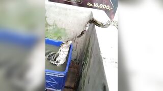 The snake thought it was another snake just like it until the lizard showed its leg. Look at the snake’s reaction