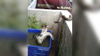 The snake thought it was another snake just like it until the lizard showed its leg. Look at the snake’s reaction