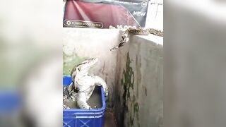 The snake thought it was another snake just like it until the lizard showed its leg. Look at the snake’s reaction